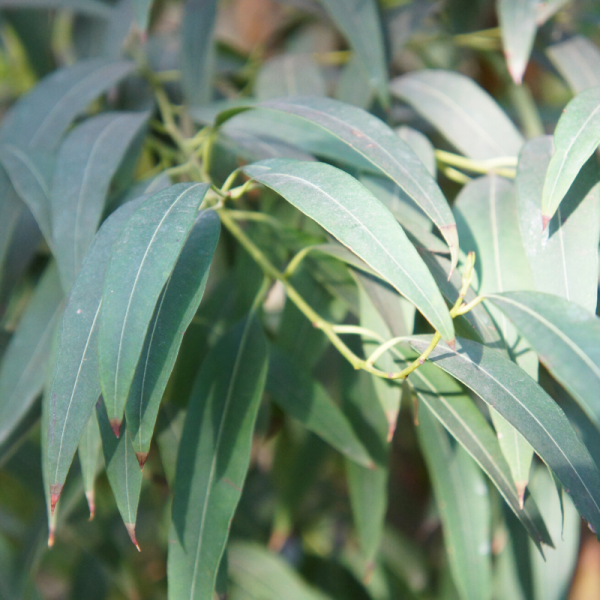 Absolute Aromas Eucalyptus Essential Oil 10ml - Image 4
