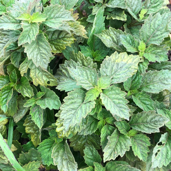 Absolute Aromas Patchouli Essential Oil 10ml - Image 2