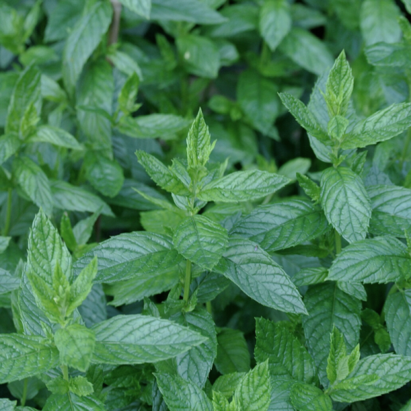 Absolute Aromas Peppermint Essential Oil 10ml - Image 3