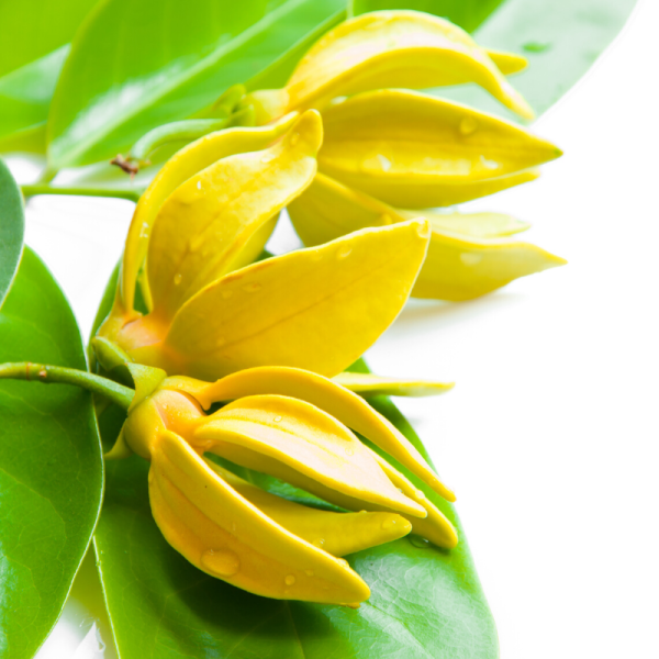 Absolute Aromas Ylang Ylang Essential Oil 10ml - Image 2