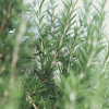 Absolute Aromas Rosemary Essential Oil 10ml - Image 2