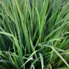Absolute Aromas Lemongrass Essential Oil 10ml - Image 2
