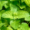 Absolute Aromas Melissa 3% Essential Oil 10ml - Image 4