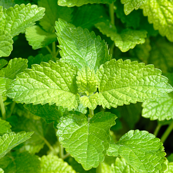 Absolute Aromas Melissa 3% Essential Oil 10ml - Image 4