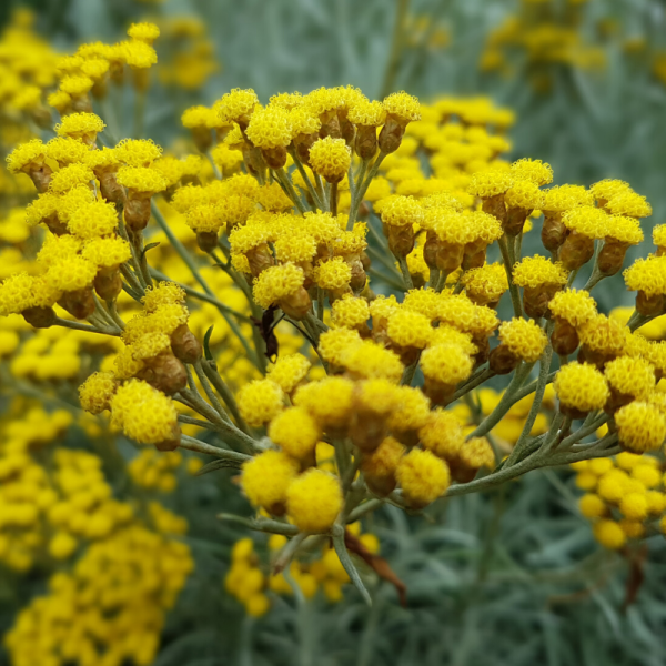 Absolute Aromas Helichrysum 3% Essential Oil 10ml - Image 2