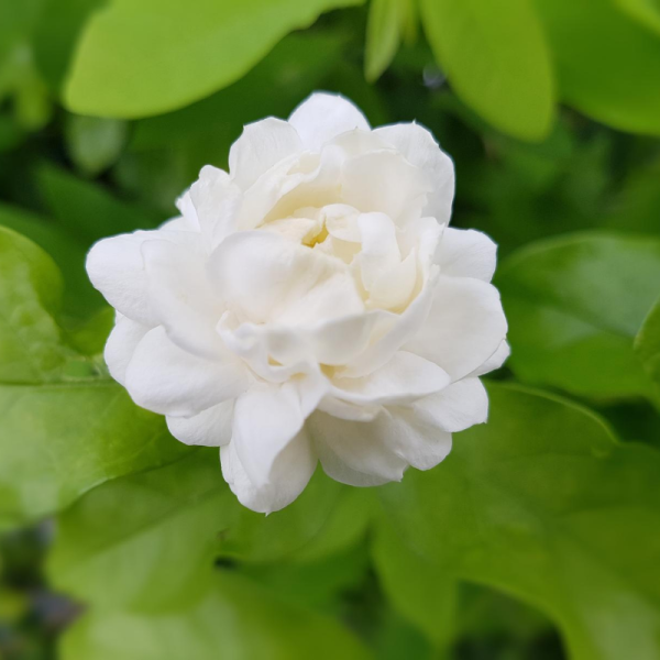 Absolute Aromas Jasmine 5% Essential Oil 10ml - Image 4