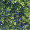 Absolute Aromas Juniperberry Essential Oil 10ml - Image 4
