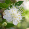 Absolute Aromas Myrtle Essential Oil 10ml - Image 4