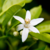 Absolute Aromas Neroli 5% Essential Oil 10ml - Image 3