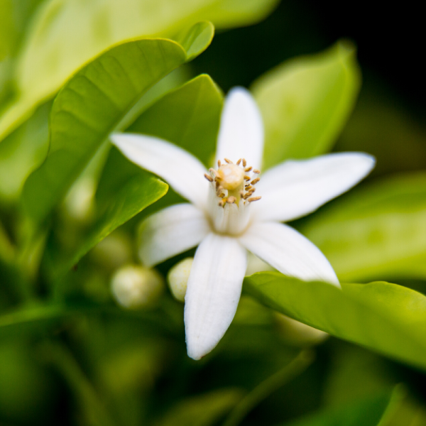 Absolute Aromas Neroli 5% Essential Oil 10ml - Image 3