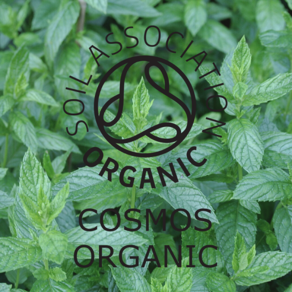 Absolute Aromas Organic Peppermint Essential Oil 10ml - Image 3