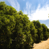 Absolute Aromas Petitgrain Essential Oil 10ml - Image 4