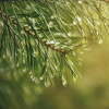 Absolute Aromas Pine, Scotch Essential Oil 10ml - Image 2