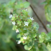 Absolute Aromas Marjoram, Sweet Essential Oil 10ml - Image 3
