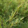 Absolute Aromas Tea Tree Essential Oil 30ml - Image 4