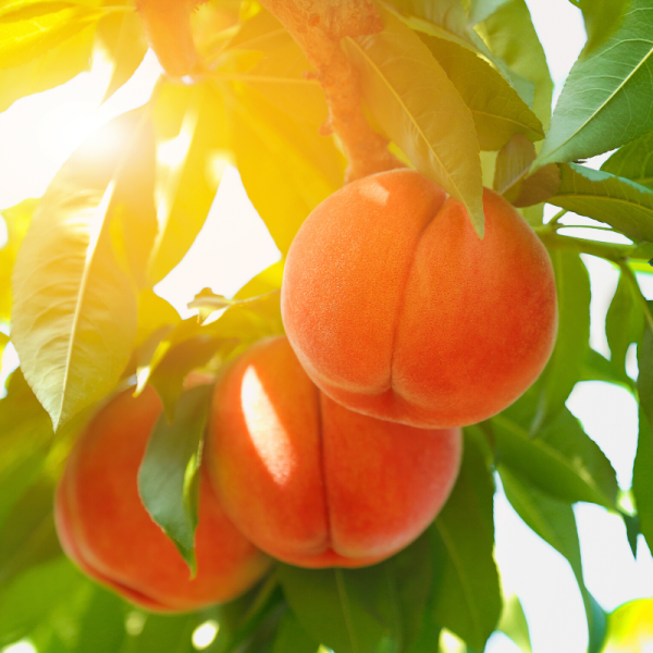 Absolute Aromas Peach Kernel Oil 50ml - Image 4