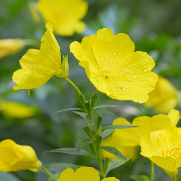 Absolute Aromas Evening Primrose Oil 50ml - Image 2