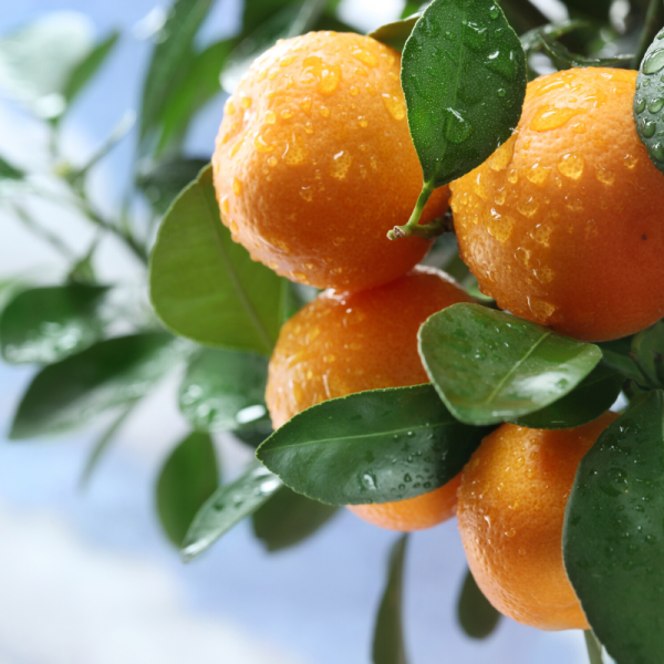 Absolute Aromas Tangerine Essential Oil 10ml - Image 4