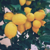 Absolute Aromas Lemon Essential Oil 10ml - Image 3