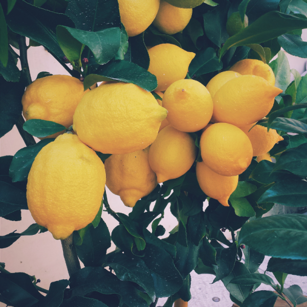 Absolute Aromas Lemon Essential Oil 10ml - Image 3