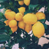 Absolute Aromas Organic Lemon Essential Oil 10ml - Image 3