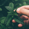 Absolute Aromas Peppermint Essential Oil 10ml - Image 4