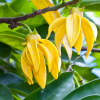 Absolute Aromas Ylang Ylang Essential Oil 10ml - Image 4