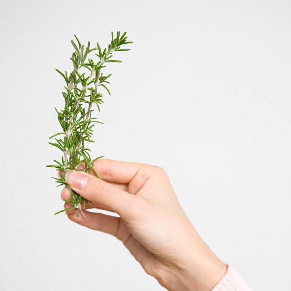 Absolute Aromas Rosemary Essential Oil 10ml - Image 3