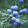 Absolute Aromas Juniperberry Essential Oil 10ml - Image 2