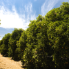 Absolute Aromas Neroli 5% Essential Oil 10ml - Image 4