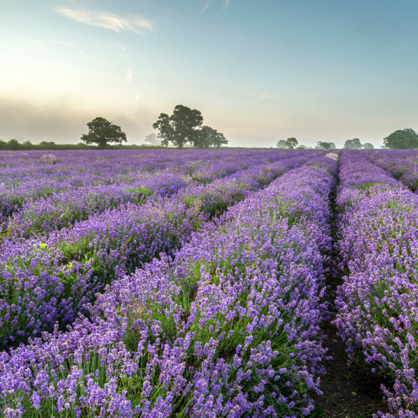 Absolute Aromas Organic Lavender Essential Oil 10ml - Image 2
