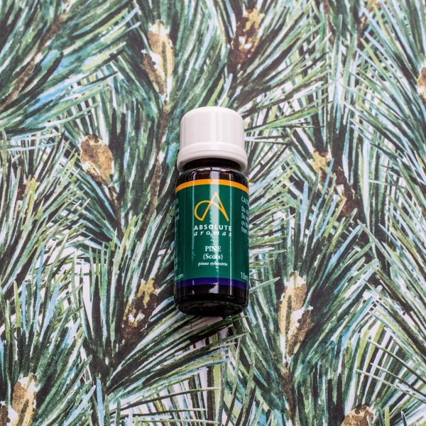 Absolute Aromas Pine, Scotch Essential Oil 10ml - Image 4
