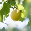 Absolute Aromas Apricot Kernel Oil 150ml - Image 2