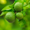 Absolute Aromas Bergamot FCF Essential Oil 10ml - Image 2