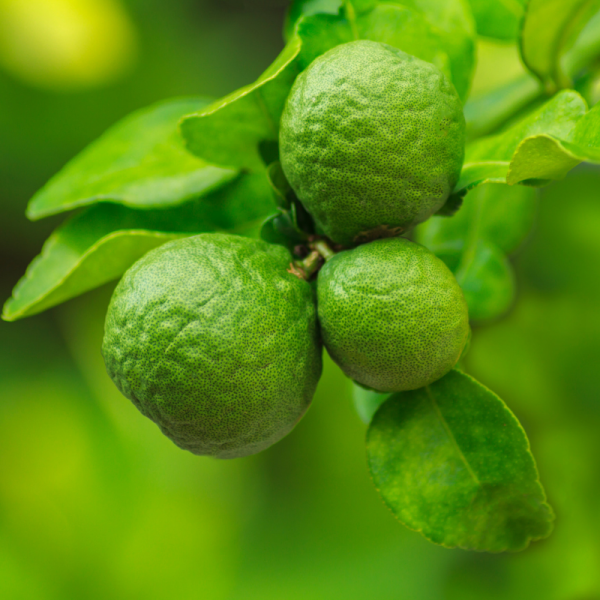 Absolute Aromas Bergamot FCF Essential Oil 10ml - Image 2