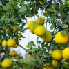 Absolute Aromas Grapefruit Essential Oil 10ml - Image 3