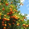 Absolute Aromas Organic Orange Essential Oil 10ml - Image 2