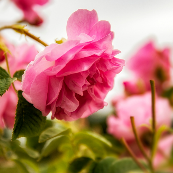 Absolute Aromas Rose Otto 3% Essential Oil 10ml - Image 2