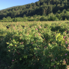 Absolute Aromas Organic Rose Otto 3% 10ml - Image 3