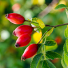 Absolute Aromas Rosehip Oil 50ml - Image 4