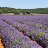 Absolute Aromas Lavender Essential Oil 30ml - Image 4