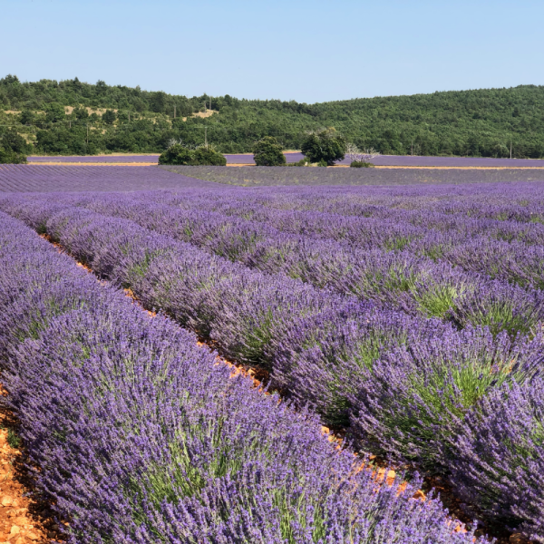 Absolute Aromas Lavender Essential Oil 10ml - Image 4