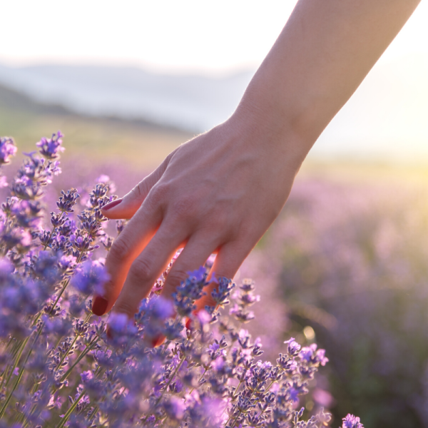 Absolute Aromas Lavender Essential Oil 10ml - Image 3