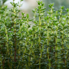 Absolute Aromas Thyme, Sweet Essential Oil 10ml - Image 2