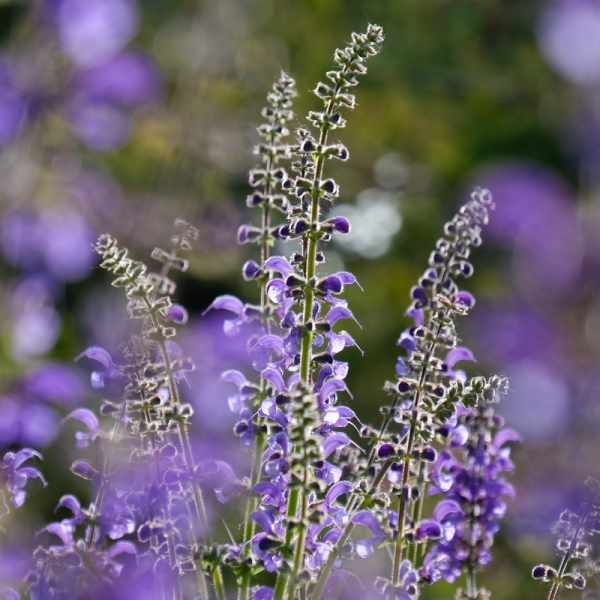 Absolute Aromas Clary Sage Essential Oil 10ml - Image 2
