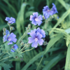 Absolute Aromas Geranium, Egyptian Essential Oil 10ml - Image 3