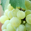 Absolute Aromas Grapeseed Oil 150ml - Image 4
