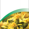 A Vogel Solidago Complex Tincture 50ml - Image 4