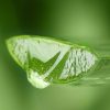 Absolute Aromas Aloe Vera Gel 500g - Image 4
