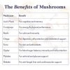 Higher Nature True Food Mushroom Vitality 60 Capsules - Image 4